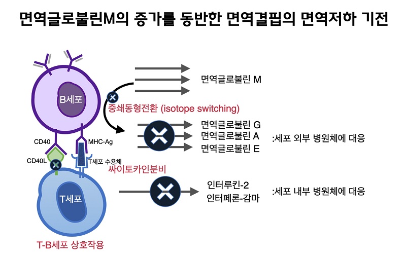 면역글로불린M의 증가를 동반하는 면역결핍의 면역저하 기전 그림
