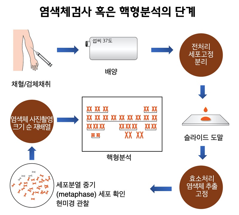 염색체검사 혹은 핵형분석의 단계 그림. 1.채혈/검체채취. 2.섭씨37도에서 배양. 3.전처리 세포고정 분리. 4.슬라이드 도말. 5.효소처리 염색체 추출 고정. 5.세포분열 중기(metaphase) 세포 확인 현미경 관찰. 6.염색체 사진촬영 크기 순 재배열. 7.핵형분석