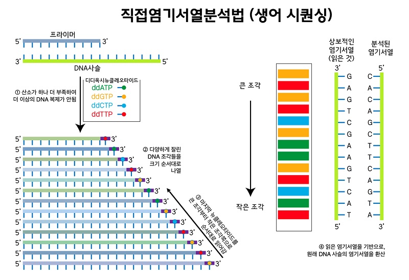 직접염기서열분석법(생어 시퀀싱) 그림-1.산소가 하나 더 부족하여 더 이상의 DNA 복제가 안됩, 2.다양하게 잘린 DNA 조각들을 크기 순서대로 나열, 3.마지막 뉴클레오타이드를 큰 조각부터 작은 조각쪽으로 순서대로 읽어감, 4.읽은 염기서열을 기반으로 원래 DNA 사슬의 염기서열을 환산
