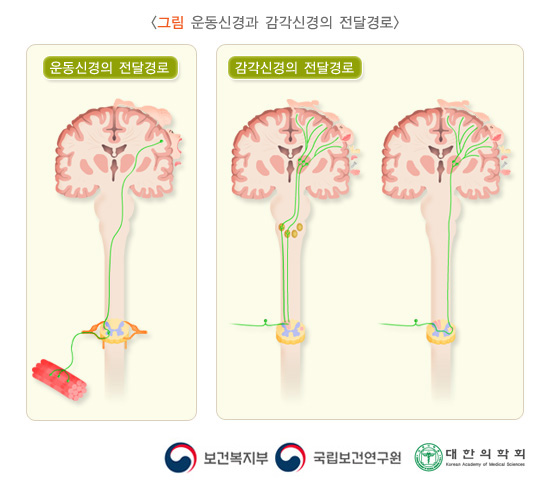 운동신경과 감각신경의 전달경로